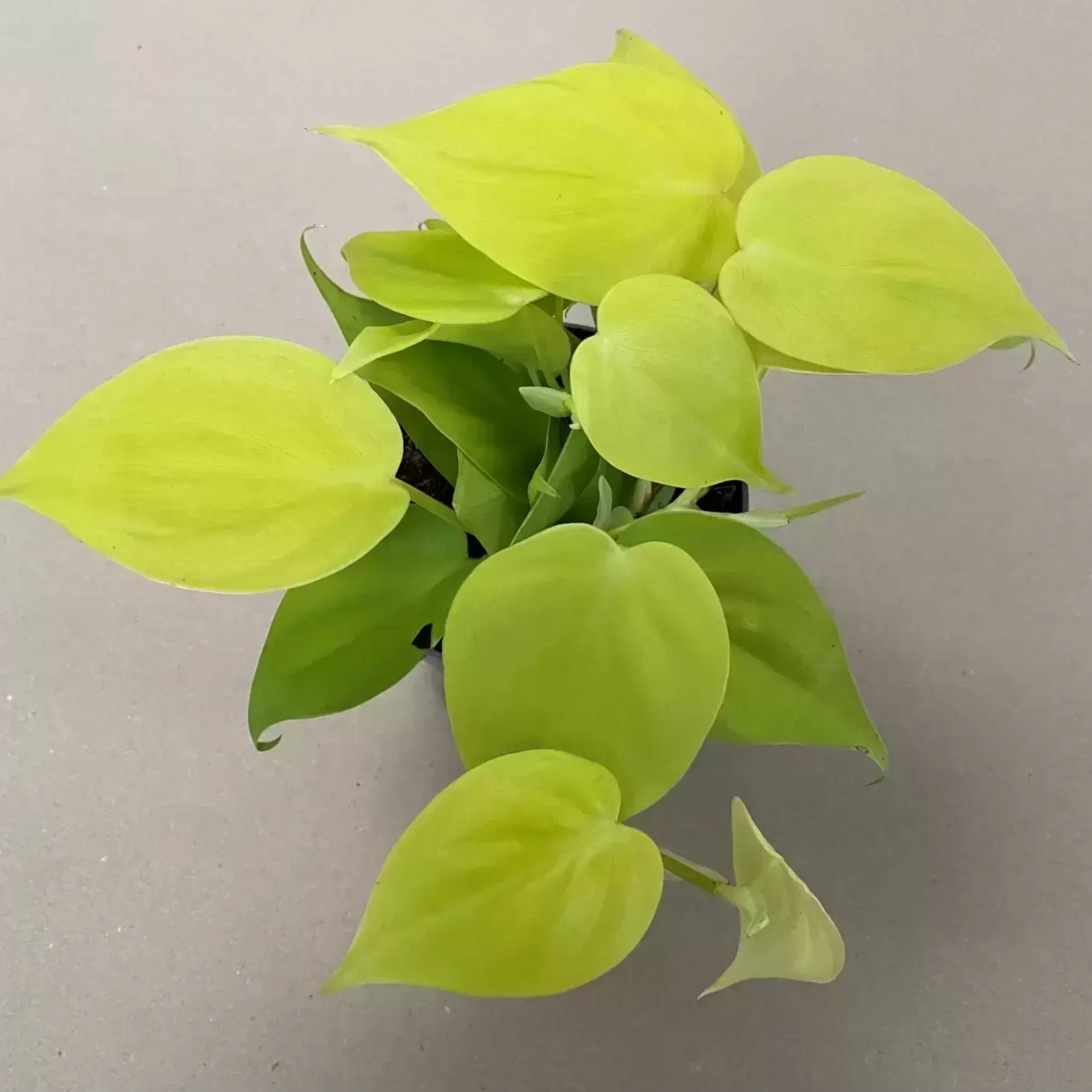 Philodendron hederaceum lemon lime