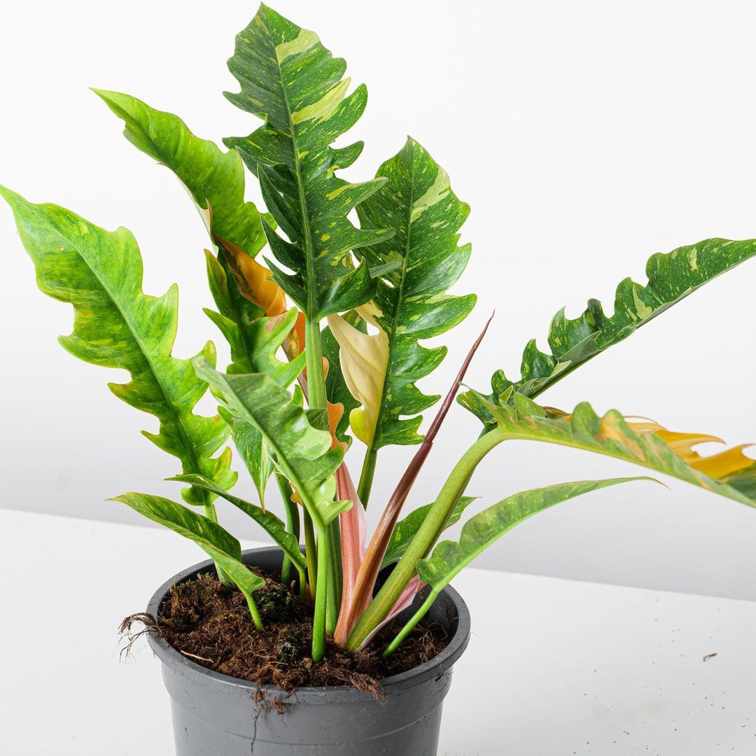 Philodendron ring of fire variegata