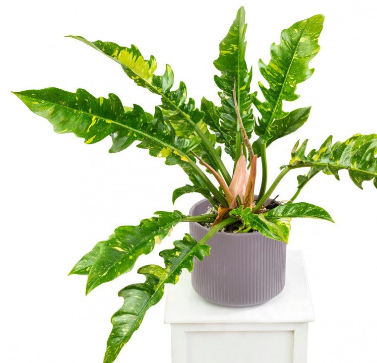 Philodendron ring of fire variegata