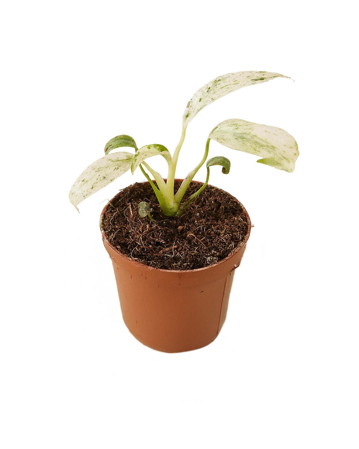 Rhaphidophora puberula variegata