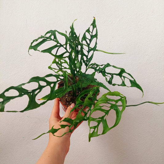 Monstera obliqua peru