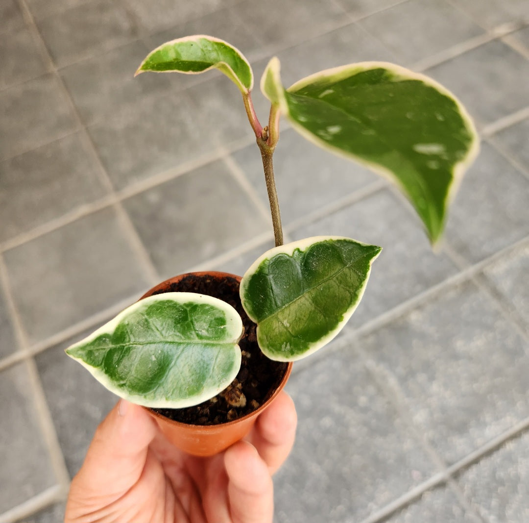 Hoya carnosa krimson queen albomarginata