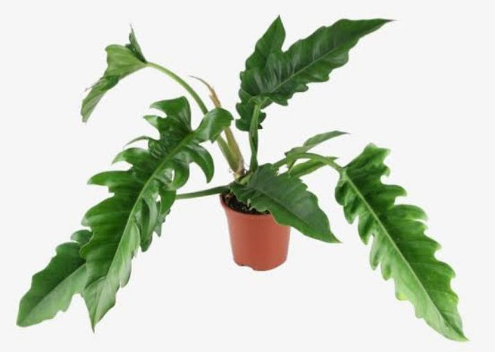 Philodendron narrow