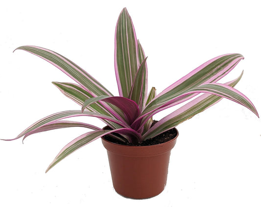 Tradescantia spathacea rhoeo tricolor