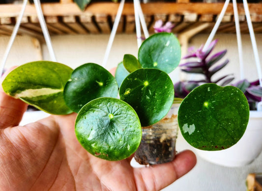 Pilea peperomioides variegata splash