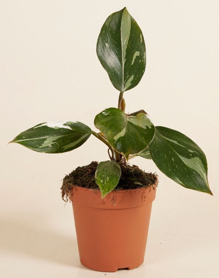 Philodendron white knight