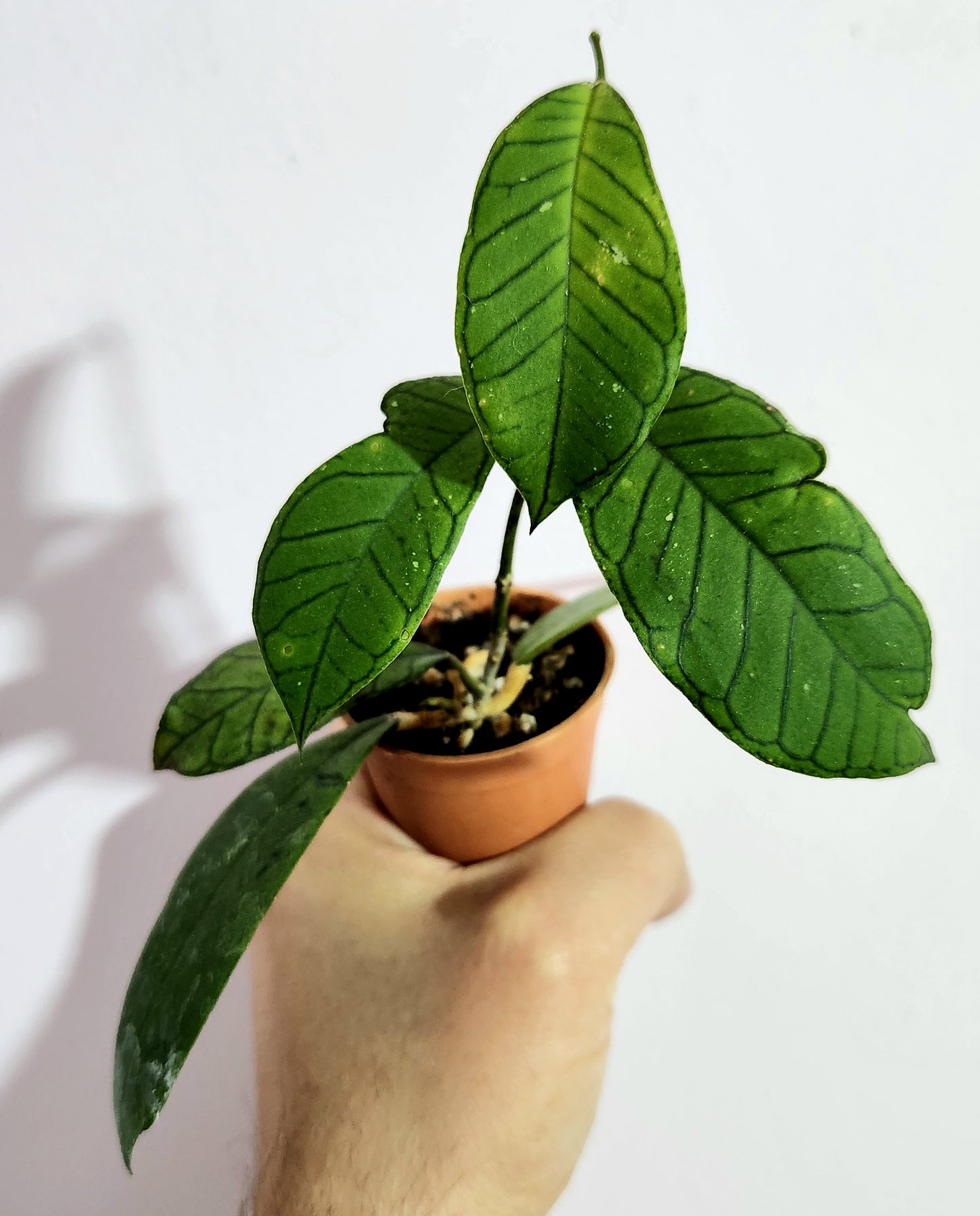 Hoya callistophylla