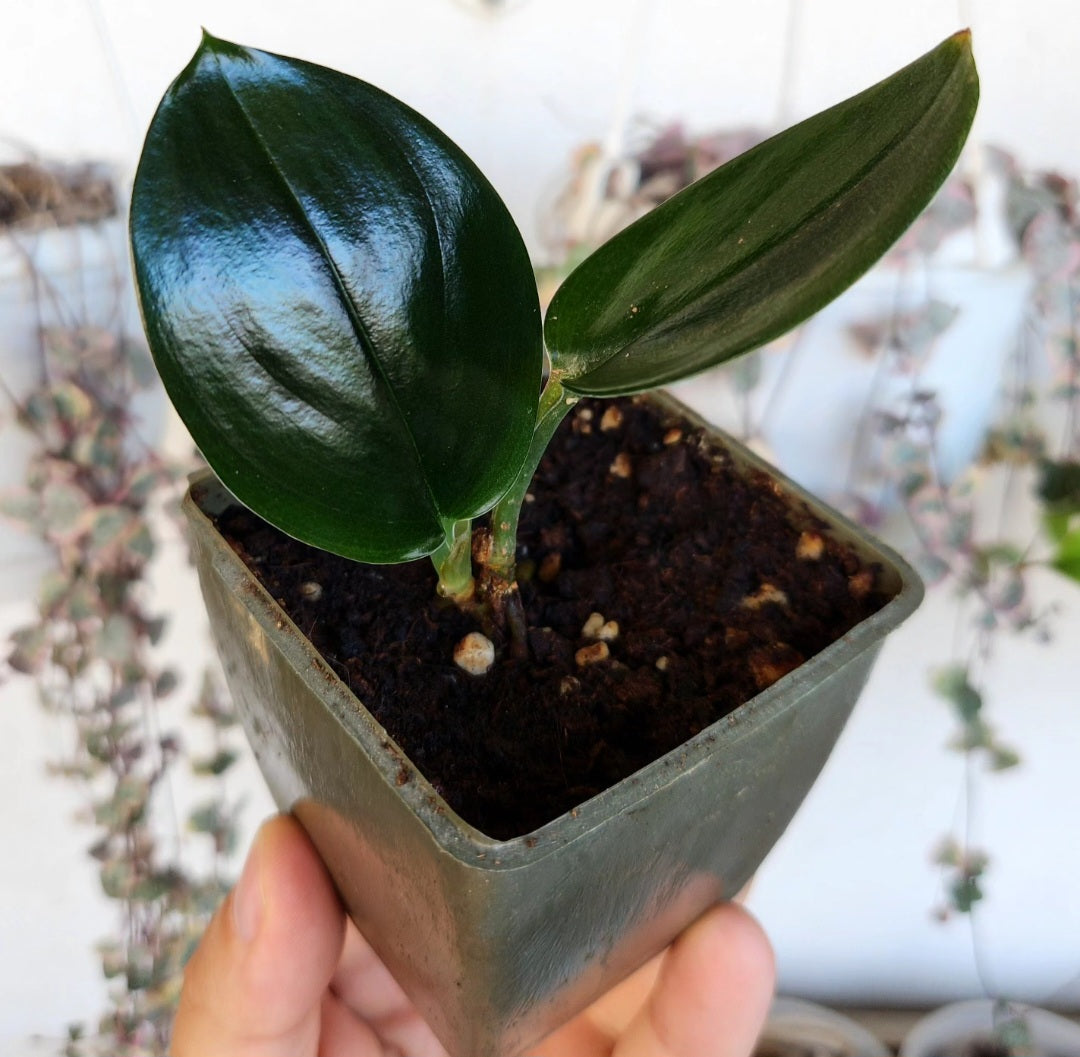 Scindapsus treubii dark form