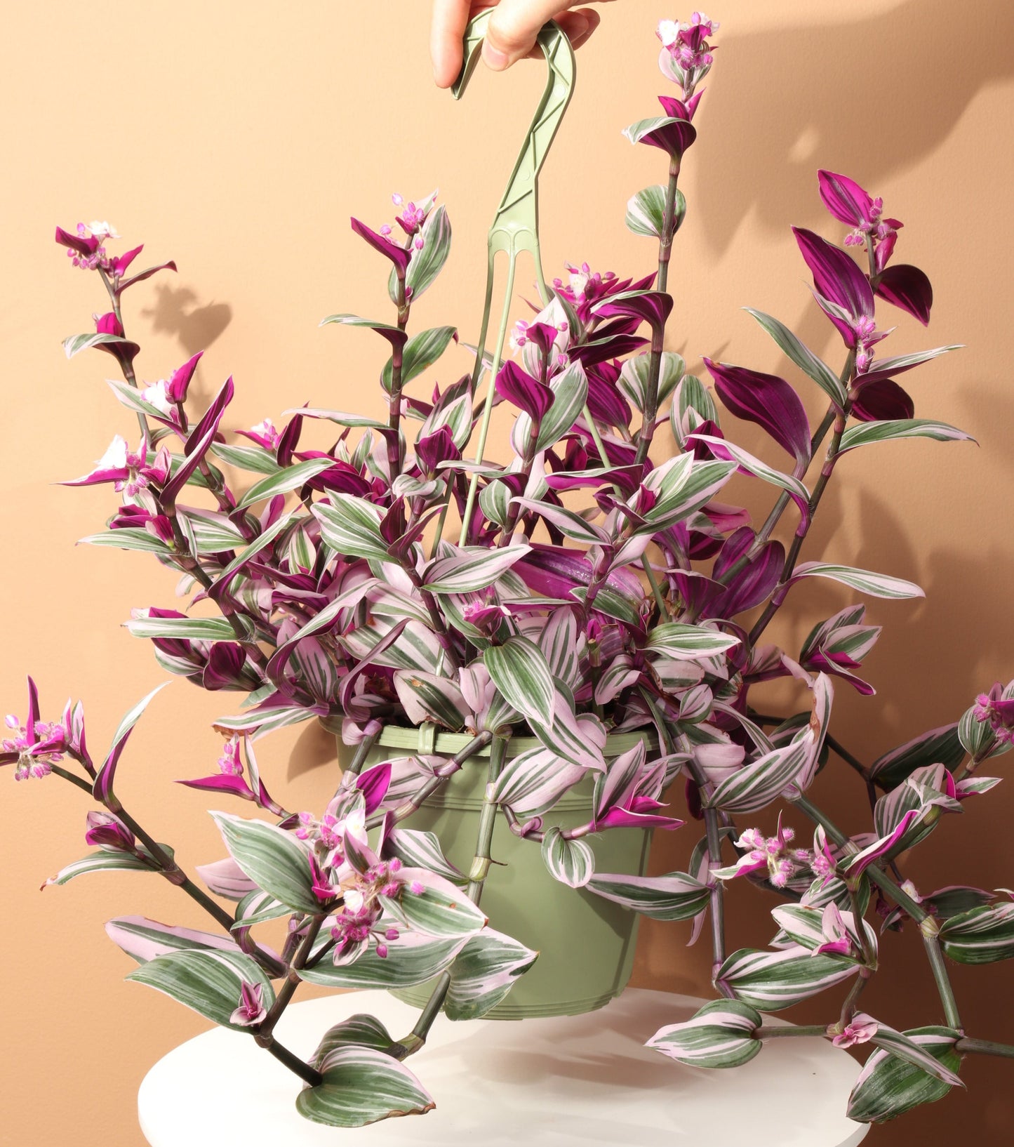 Tradescantia nanouk