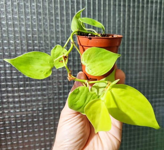 Philodendron hederaceum lemon lime