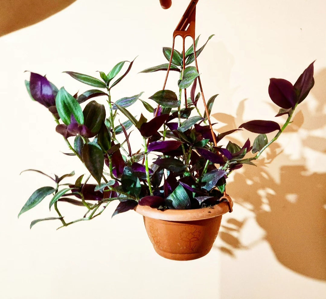 Tradescantia tricolor pourpre