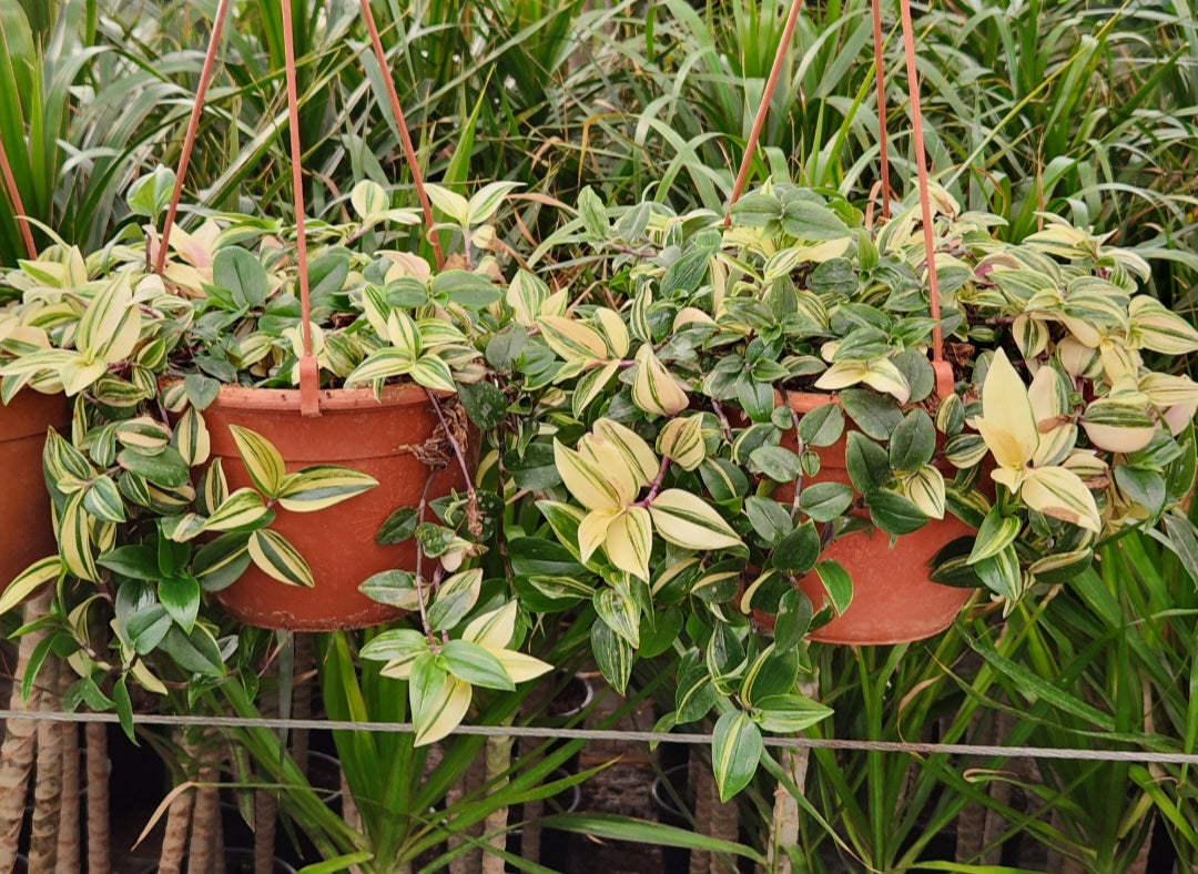 Tradescantia tricolor rosa pink princess