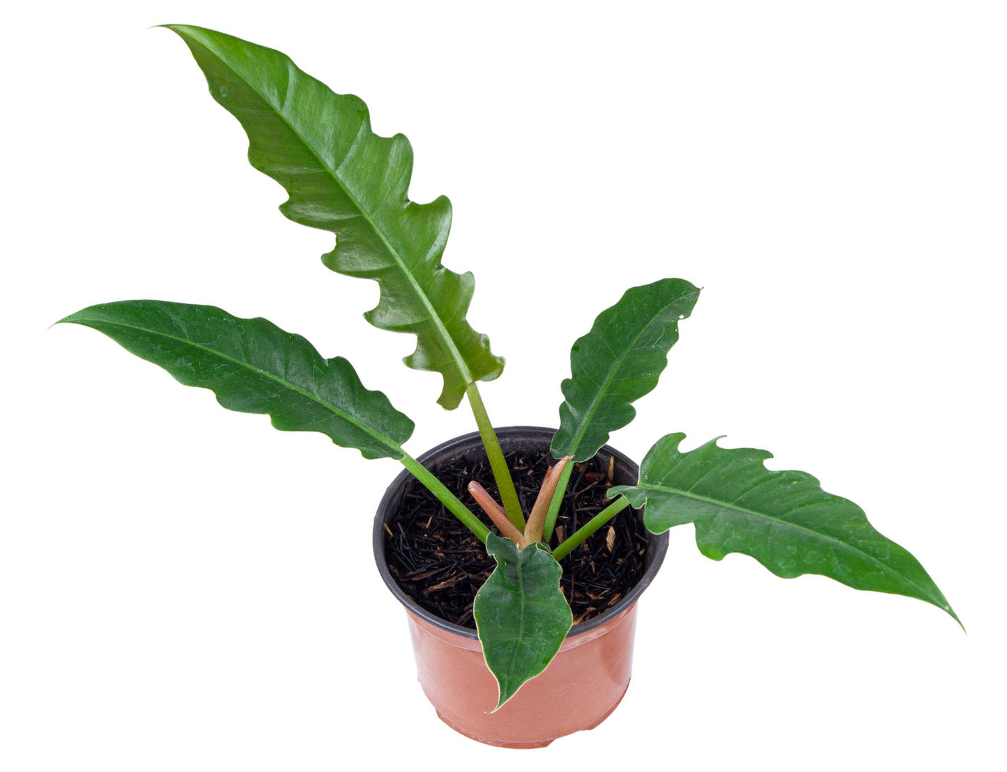 Philodendron narrow