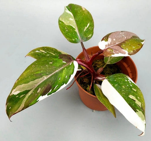 Philodendron red anderson