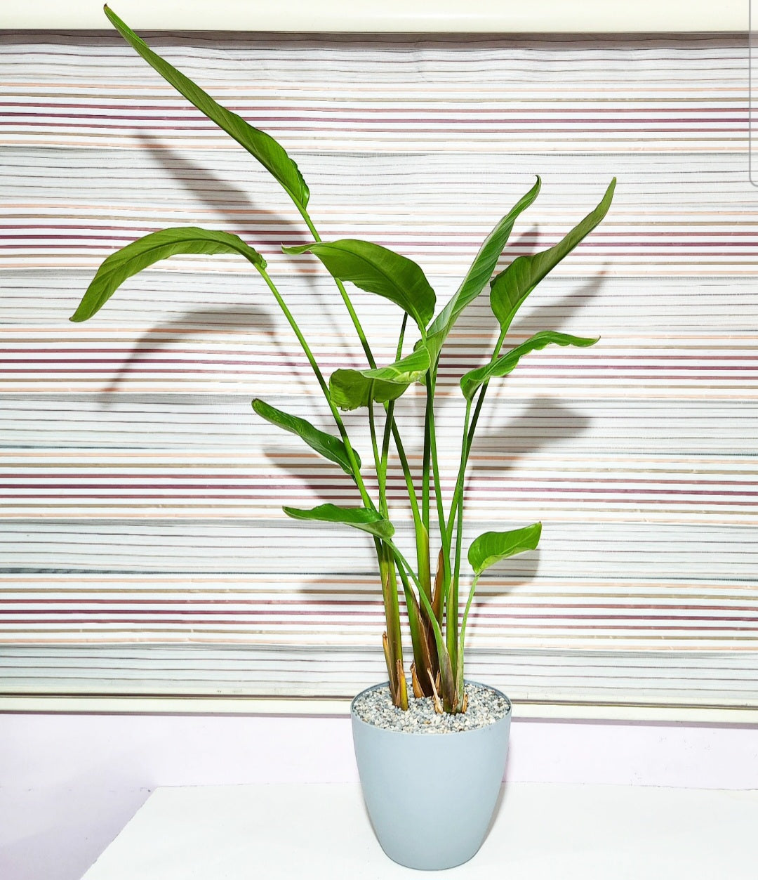Strelitzia nicalai