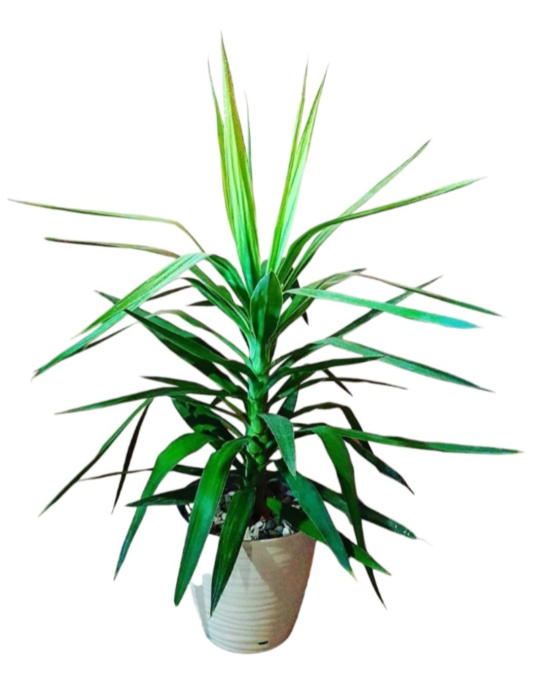 Yucca