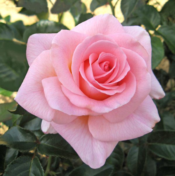 Rosier buisson