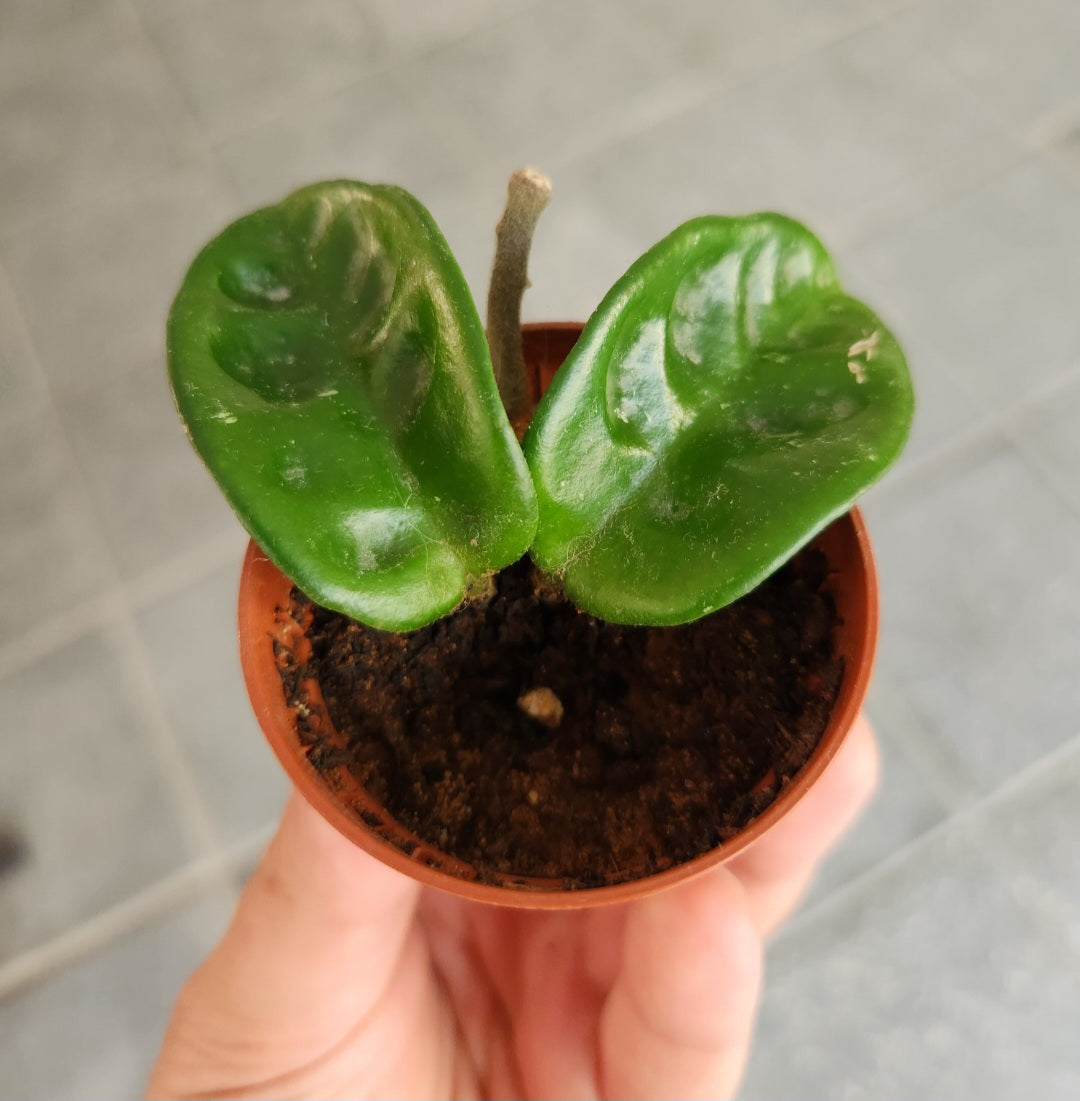 Hoya carnosa krinkle