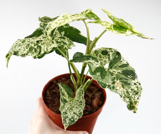 Syngonium mojito
