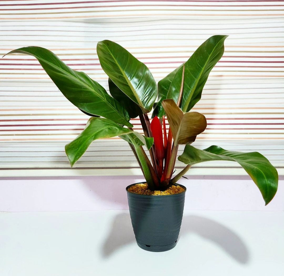 Philodendron red Imperial