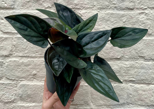 Syngonium erythrophyllum