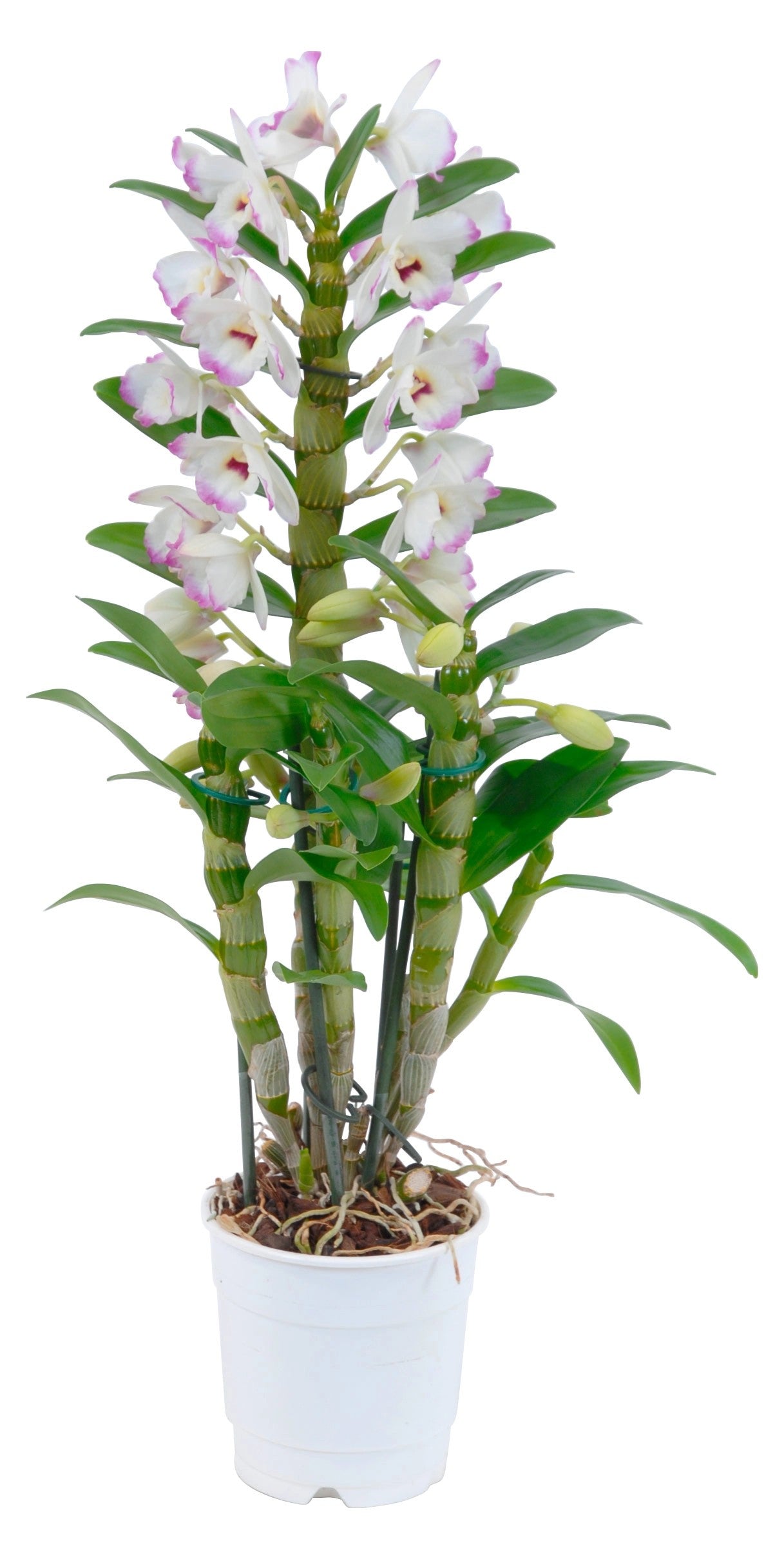 dendrobium nobile potting mix Dendrobium Nobile Mix