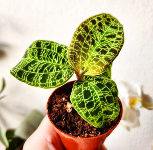 Macodes petola (jewel orchid-orchidée bijou)