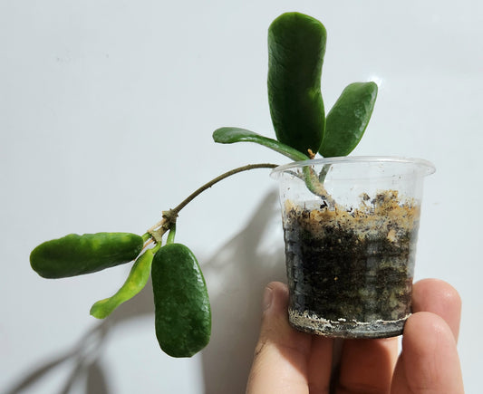 Hoya rotundiflora