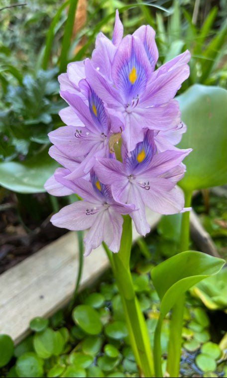 Eichhornia crassipes (jacinthe d'eau)