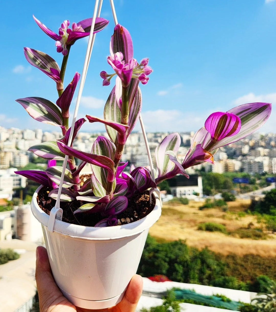 Tradescantia nanouk