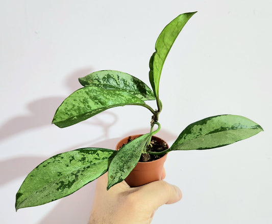 Hoya carnosa AH 074