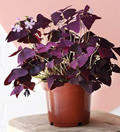 Oxalis triangularis purpurea