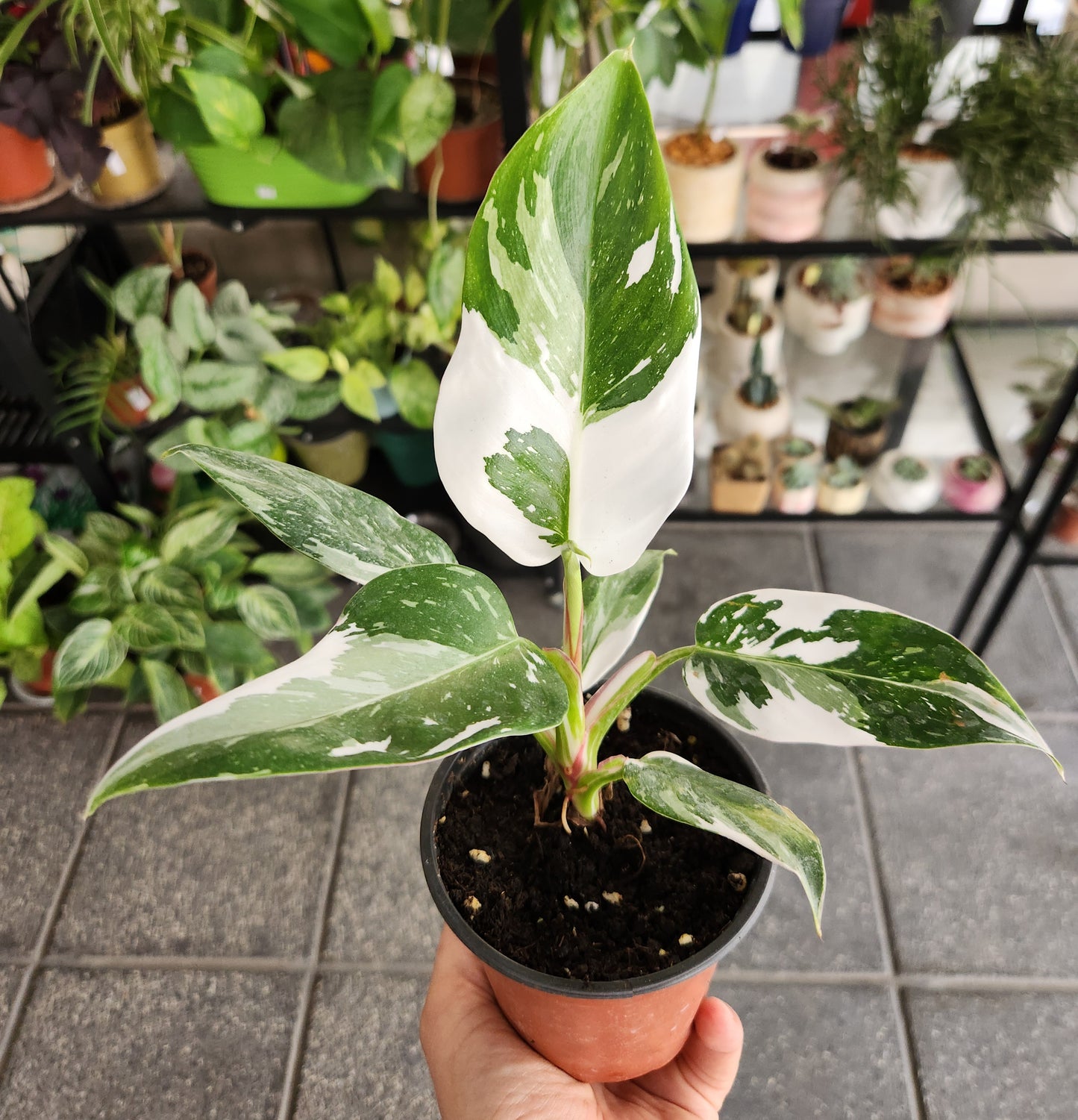 Philodendron white princess
