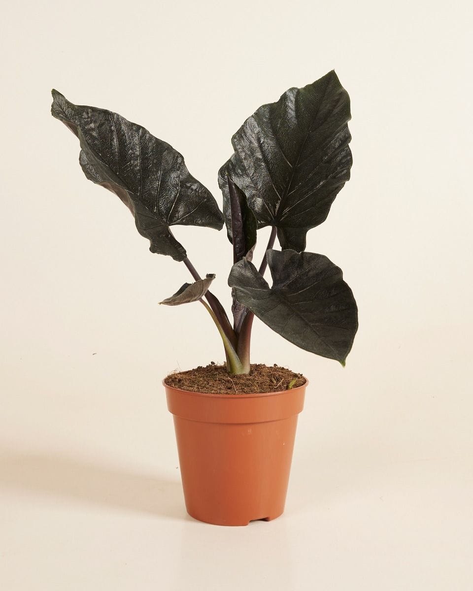 Alocasia antoro velvet
