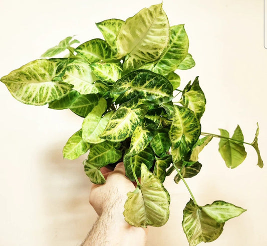 Syngonium podophyllum white butterfly