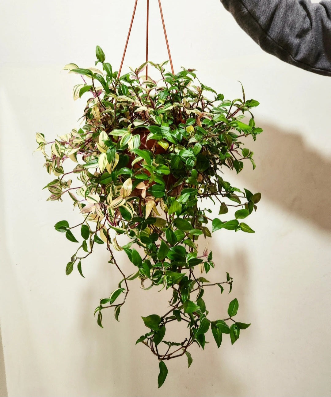 Tradescantia tricolor rosa pink princess