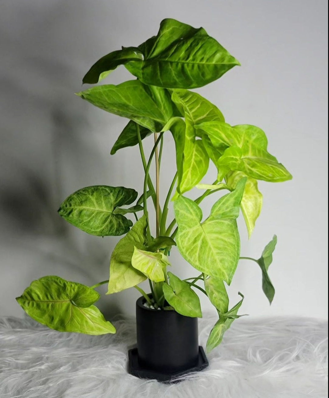 Syngonium sunshine