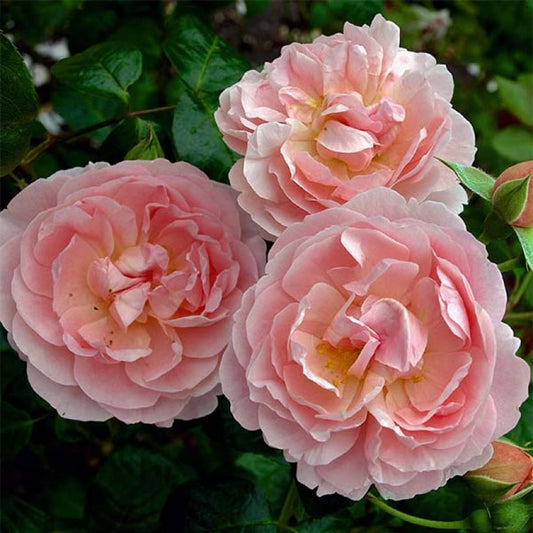Rosier englais (english rose)