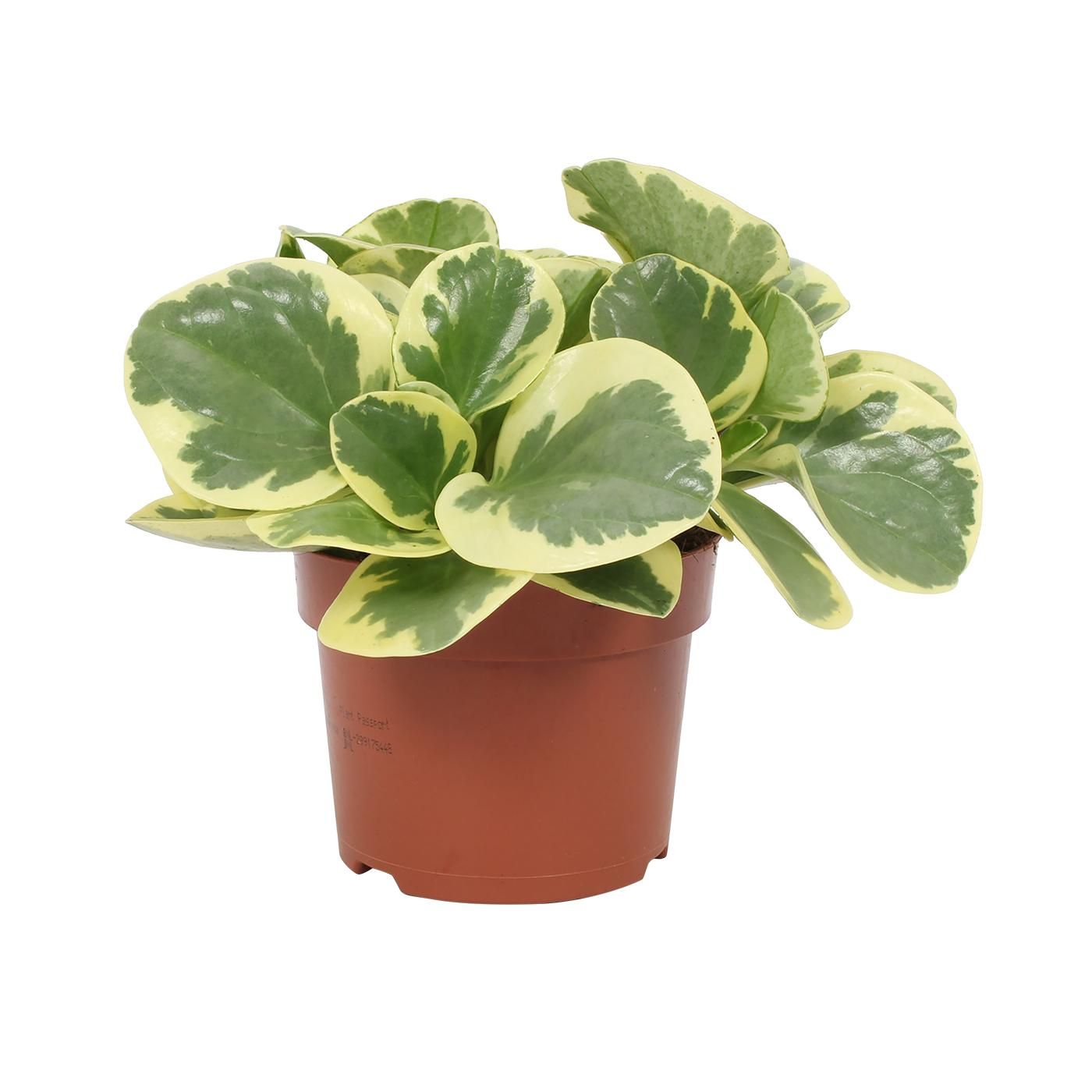 Peperomia obtusifolia variegata