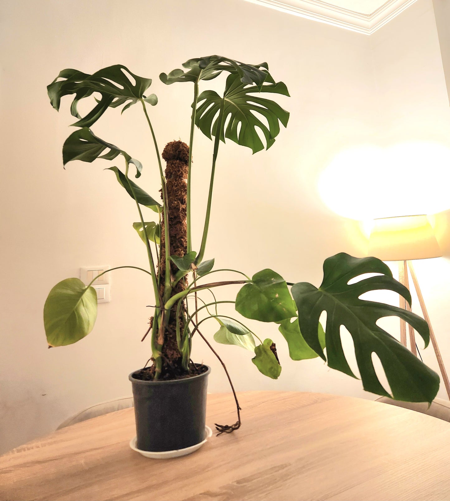 Monstera deliciosa