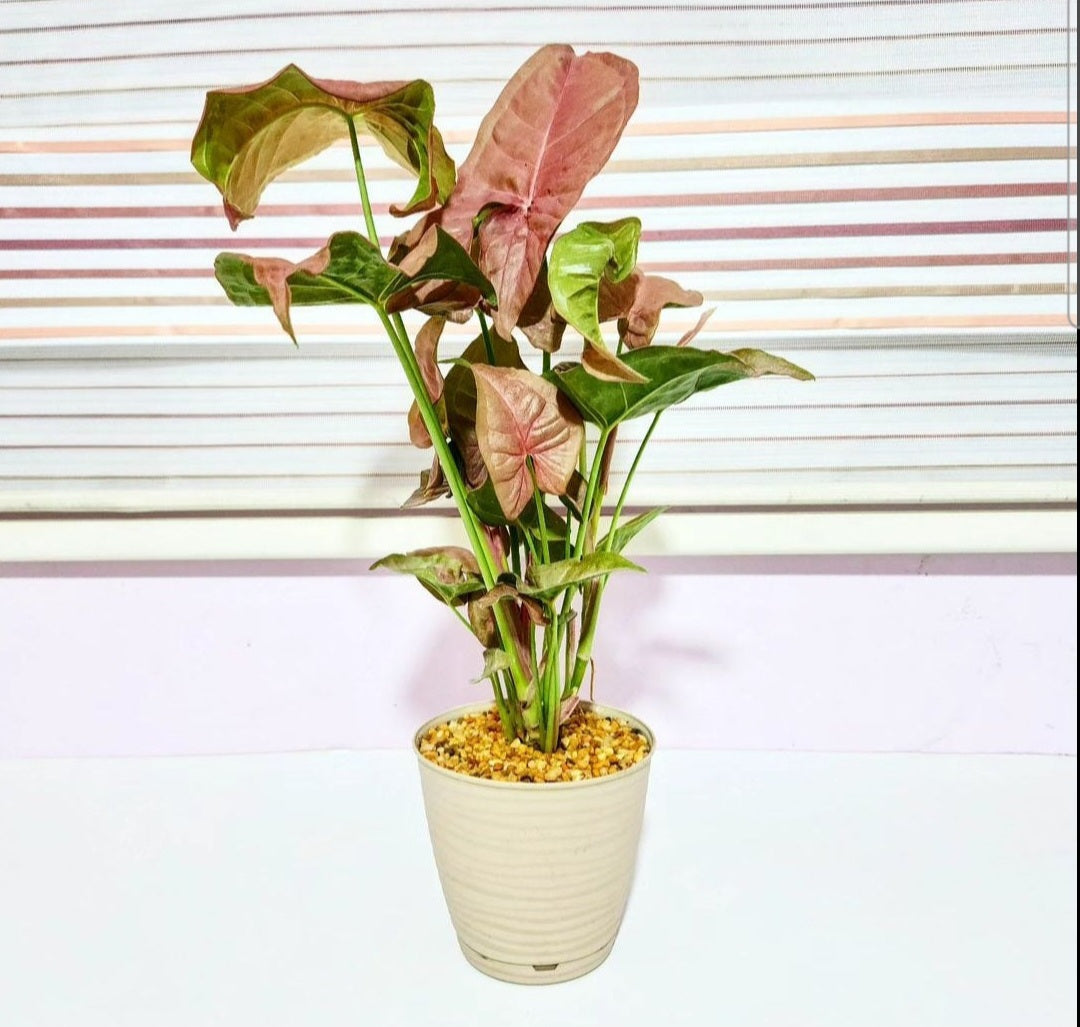 Syngonium pink neon