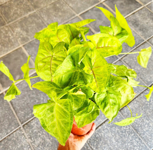 Syngonium sunshine