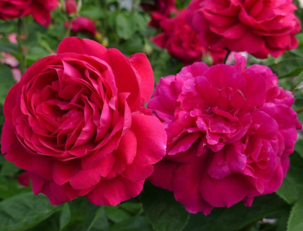 Rosier englais (english rose)