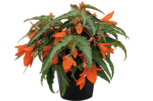 Begonia summerwings