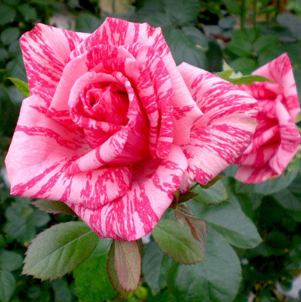 Rosier buisson