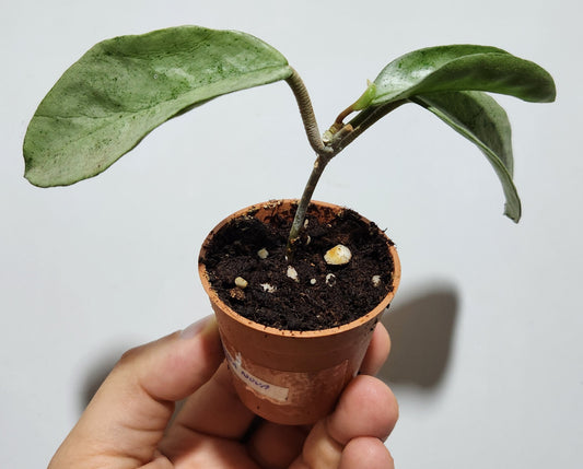 Hoya nova ghost