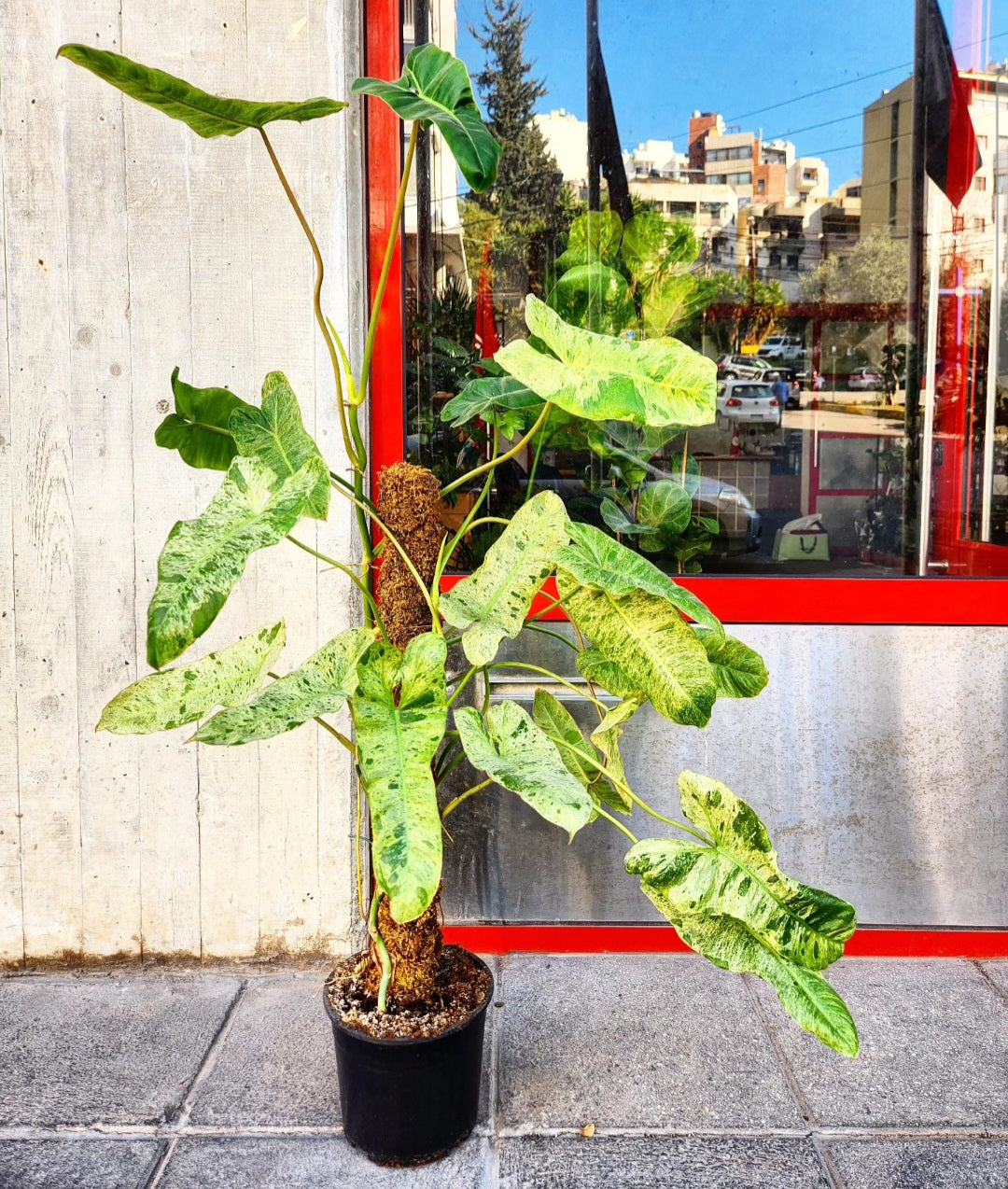 Philodendron burle marx mint