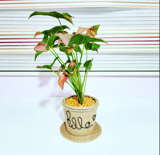 Syngonium pink neon