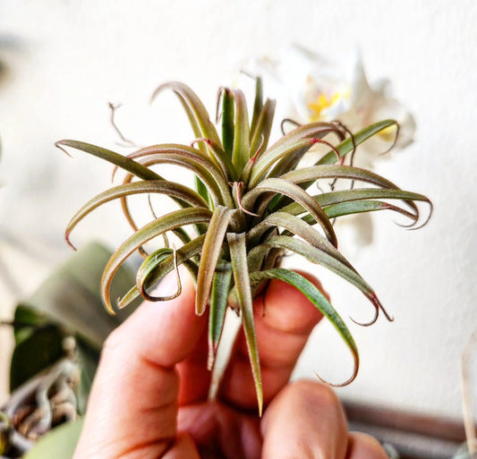 Tillandsia ionantha red
