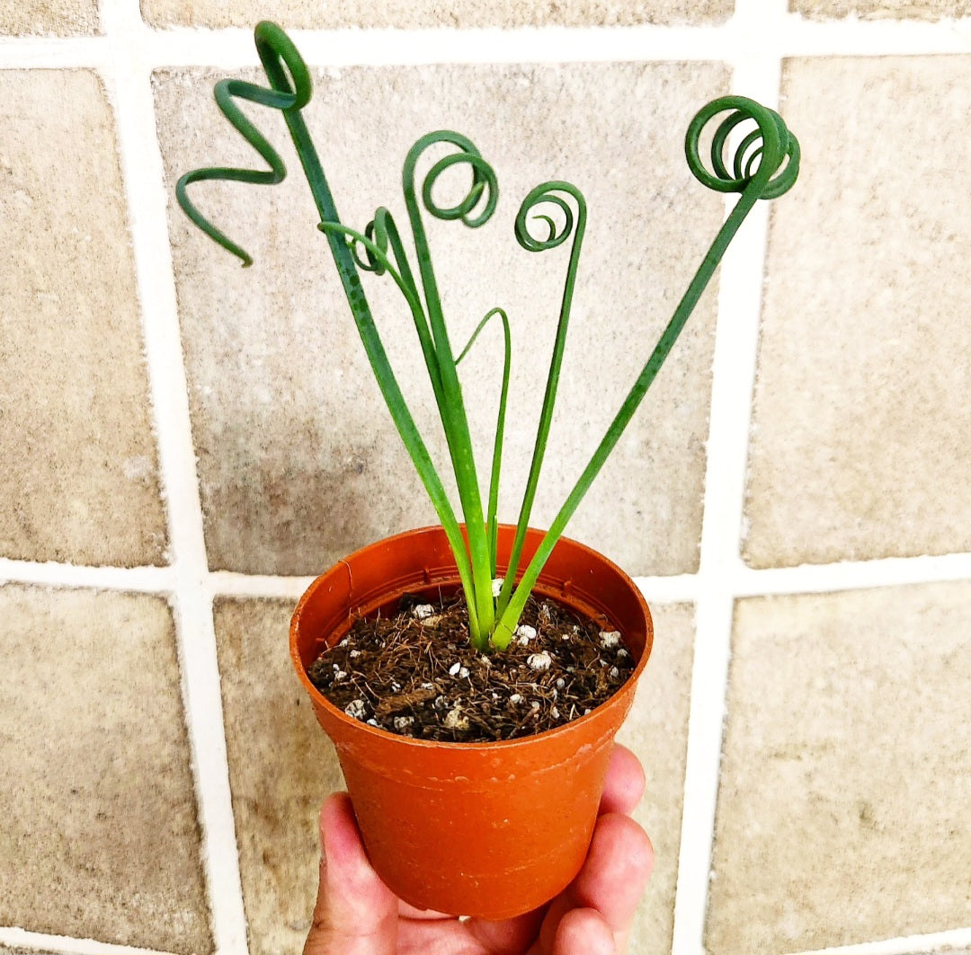 Albuca spiralis